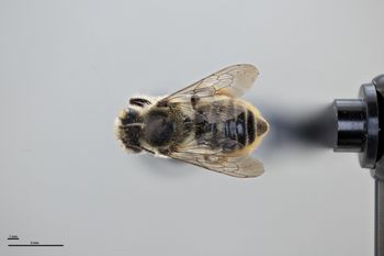 Media type: image;   Entomology 791606 Aspect: habitus dorsal view